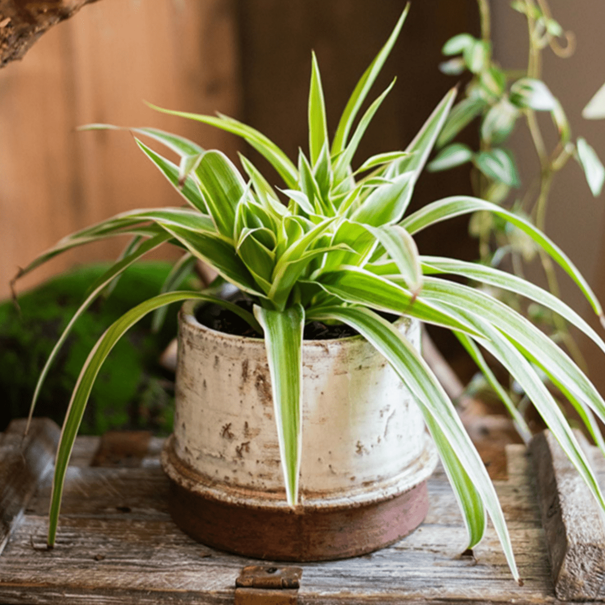 Restoration Farmhouse Ceramic Vase